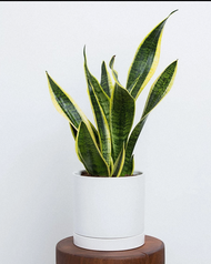 Potted Snake Plant (3-5 leaves) with FREE plastic pot pebbles and garden soil (Indoor Plant Real Pla