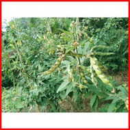 ╳ ◴ ▾ Kardis/Kadyos (15 seeds) Pigeon Pea