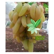 BIBIT ANGGUR IMPORT BANANA