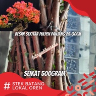 Bougenville stek batang - bahan bonsai - bunga bougenville - tanaman bougenville