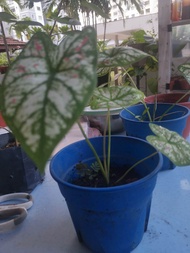 CALADIUM BABY in pots