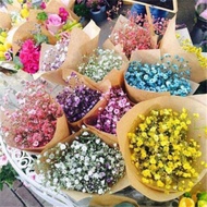 Biji Bunga - Bunga Gypsophila | Flower Seed - Gypsophila | 花种子 - 满天星