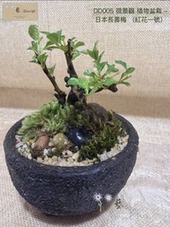 🍃DD005 微景觀 植物盆栽 - 日本 長壽梅 (紅花一號)