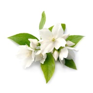 The Soap Cellar - Fragrance Oil - White Jasminehe Soap Cellar - Fragrance Oil - White Jasmine