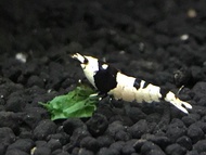 Crystal Black Shrimp CBS