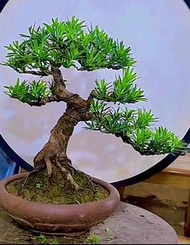 小葉雀舌 羅漢松（葉子細小，型態自然飄逸，樹高含盆46厘米，粗7厘米）