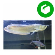 Ikan Arwana Arwana silver red brazil ukuran 25 - 27 cm up
