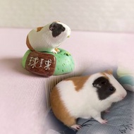 custom guinea pig small portrait from photo 宠物礼品 豚鼠小雕像 生日礼物 宠物定制