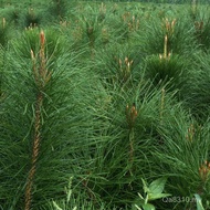 Seed Northeast Black Pine Bonsai Seed Seed Black Pine Pine Seed Japanese Modeling Tree Black Pine Wh