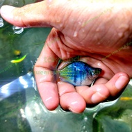 ikan rainbow boesemani parrot / boesemani balon ( Real Pic )
