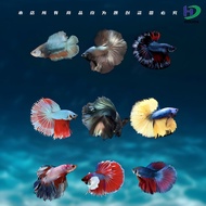 Dream 3D Betta Car Sticker Fish Tank Decorative Sticker Creative Scratch Decorative Sticker Home Dec