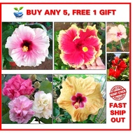 Pokok / Keratan bunga RAYA Purple / Pink / Peach / Merah / Kuning / Mutabilis Hibiscus. Berlapis car