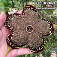 เก๋งจีนพรมเปอร์เซีย Edithcolea Grandis แคคตัส กระบองเพชร cactus&amp;succulent