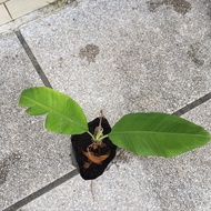 Anak pokok pisang Berangan (self collect only)