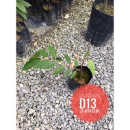 Anak pokok durian D13@Golden Bun M Size