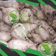 Ubi jalar putih ubi putih segar 250