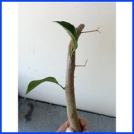 ◰ ✑ ➩ Rare Bougainvillea-Mary Palmer with variation of rooted and cuttings.