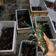 Lobster Air Tawar hidup khusus KONSUMSI