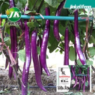 Ready Stock Quick Shipment Huajun Purple Dragon Eggplant Seed Eggplant Seed Line Eggplant Fuchsia Sl