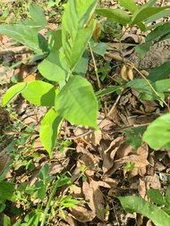 pokok tuba pokok muda batang dan daun
