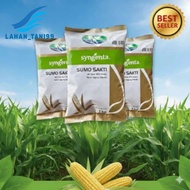 benih jagung sumo sakti bibit jagung sumo sakti 1kg