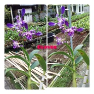 anggrek dendrobium blue spin dewasa