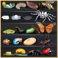 SUER Animals Growth Cycle Kindergarten Teaching Life Cycle Butterfly  Figurine