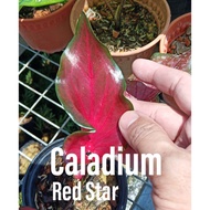 Exotic Plant - Caladium Red Star