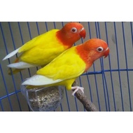 Lovebird Biola Lutino Mata Merah (MM)