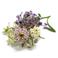 Fresh Organic Edible Flower - Alyssum 50gm±