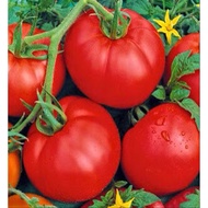 Isi paket : 10 benih Tomat MOMOTARO seeds/benih biji (repacking)