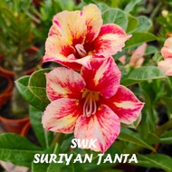 SURIYAN JANTA 富贵花沙漠玫瑰 ADENIUM PLANT BUNGA KEMBOJA  泰国花色THAILAND