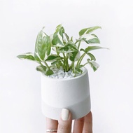 白灰漸層系列 | 白金葛 室內植栽 圓形雙色水泥觀葉盆栽