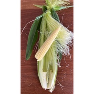 Cameron Baby Corn /Jagung Muda Cameron 金马仑珍珠玉米芯/玉米笋 @RM6.00 perkg