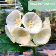Hoya Danumensis UT 174 โฮย่ากระโปรงขาว ดอกฟอร์มใหญ่ ต้นไม้แขวนประดับ