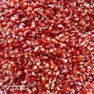 jagung kristal merah 1kg