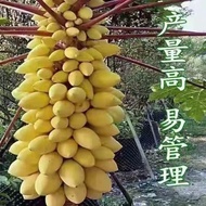 Creamy Papaya Seeds Thin Skin Rock Sugar Heart Milk Papaya Seeds Balcony Courtyard Potted Four Seaso