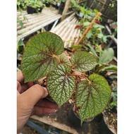 Tanaman Bunga Begonia Silver Cloud / Begonia Rex Green Silver