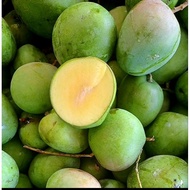 Buah mangga epal muda putik segar 1 kg