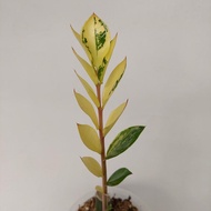 zamia culcas variegata