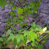 Bonsai wareng bintang