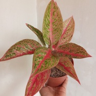 Aglaonema Red Legacy