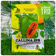 Paket 250 Biji PEPAYA CALLINA IPB Biji Benih Betik Calina California Carica Premium Papaya Seeds Dramaga Indonesia.