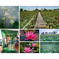 3d fabric photography backdrop printed with beautiful lotus pond scene - fancy and attractive photo 
