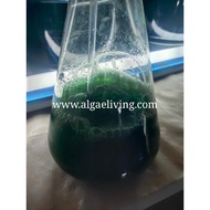 Algae Living  Fresh Synechocystis (Blue Green Algae)