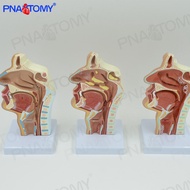 Human nasal cavity oral throat anatomical model nasopharyngeal cavity oropharyngeal cavity laryngoph