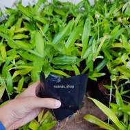Rumput Siti Khadijah Beijing Grass Spiderwort - dalam polybag