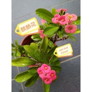 Euphoria Milii Red 麒麟花/铁海棠/虎刺梅