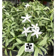 ANOR - Variegated Ervatamia Dwarf Plant / Pokok Bunga Jasmine Renek (Batik)