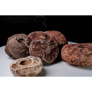 [Big Foot Jade] Ammonite Fossil